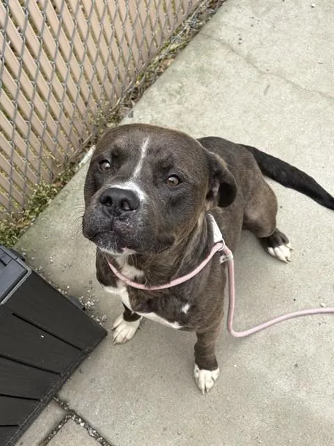 A young large-sized male American Staffordshire Terrier dog named Cleatus for adoption in Lincolnton, NC