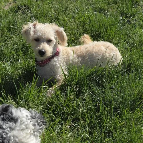 A baby small-sized female Apricot / Beige Mixed Breed dog named J'adore for adoption in Toms River, NJ