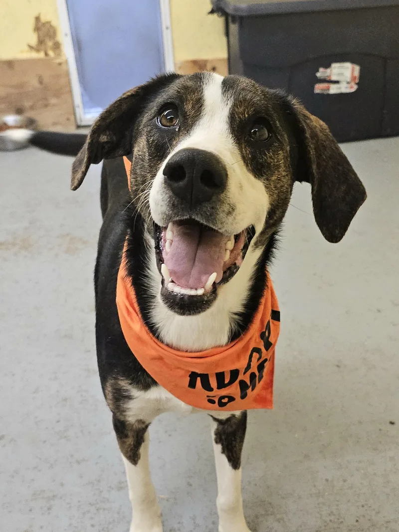 A young medium-sized female Brindle Mixed Breed dog named Mallory for adoption in Talbott, TN