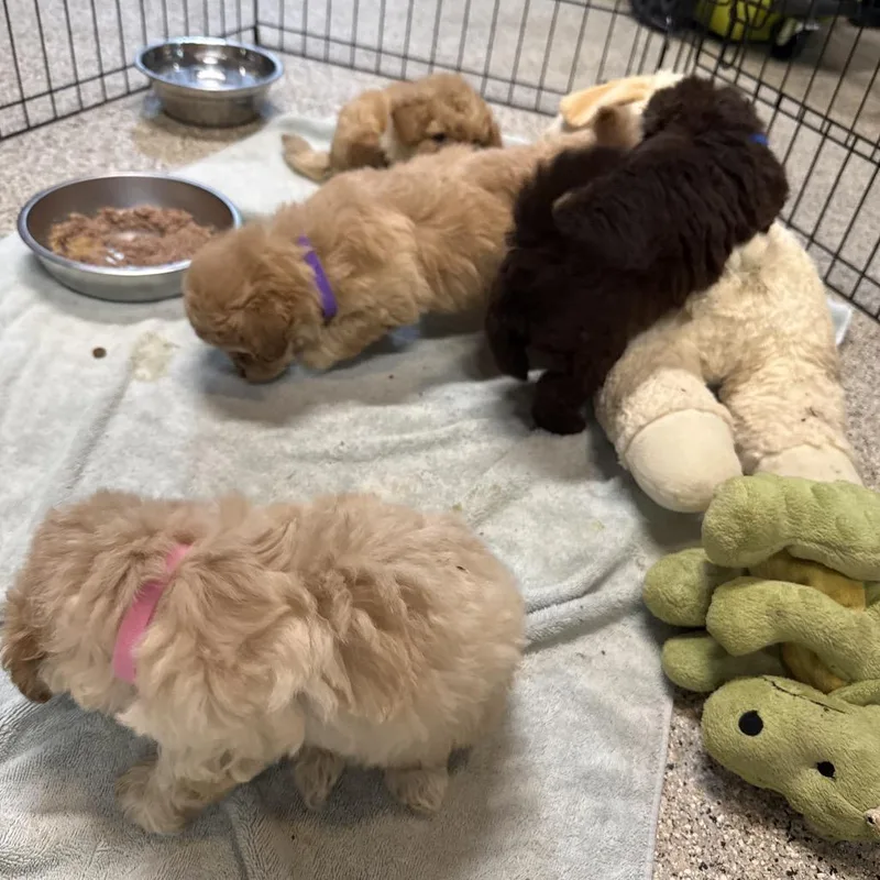 A baby small-sized female Poodle dog named Minnow for adoption in West Chester, PA
