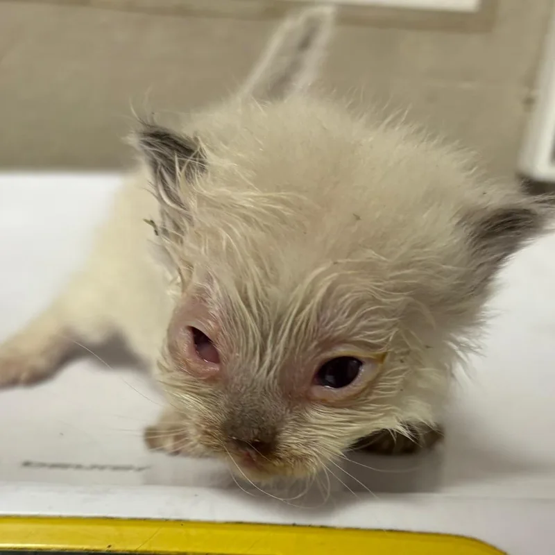 A baby small-sized female White Domestic Short Hair cat named Gabriella for adoption in Kanab, UT