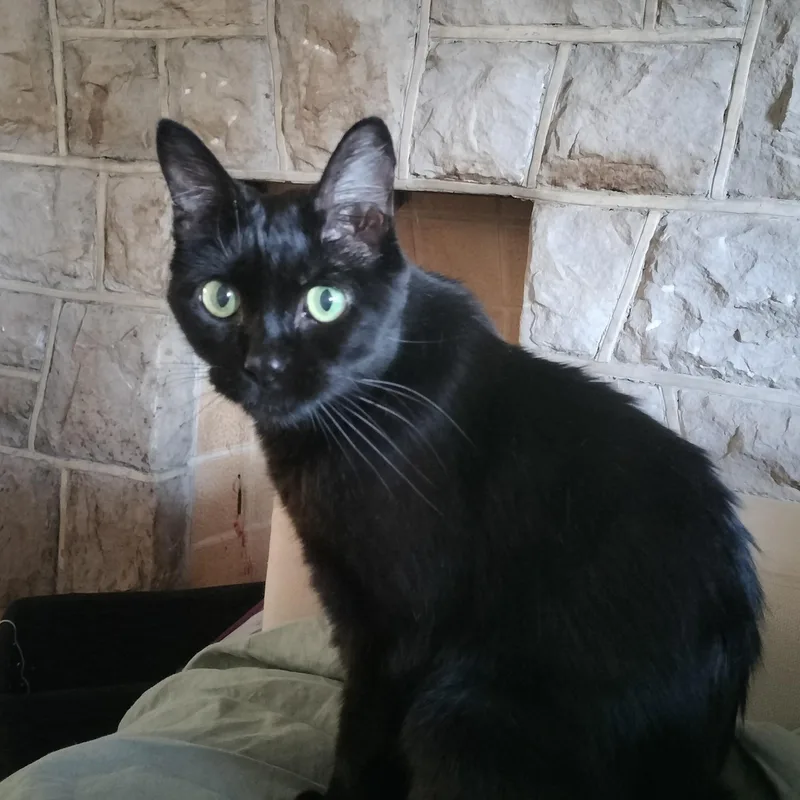 A senior small-sized female Black Domestic Short Hair cat named Lola for adoption in Pittsburgh, PA