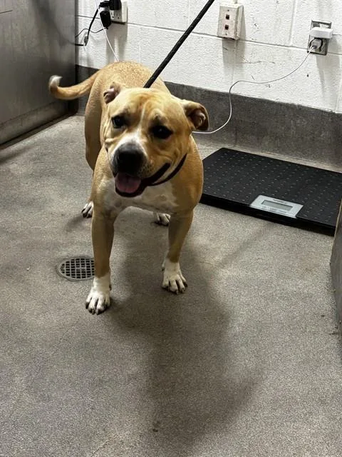 An adult medium-sized female Pit Bull Terrier dog named Trina for adoption in Upper Marlboro, MD