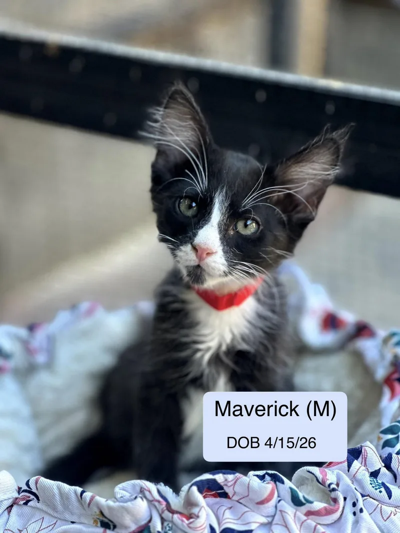 A baby medium-sized male Black & White / Tuxedo Domestic Medium Hair cat named Maverick for adoption in Vacaville, CA