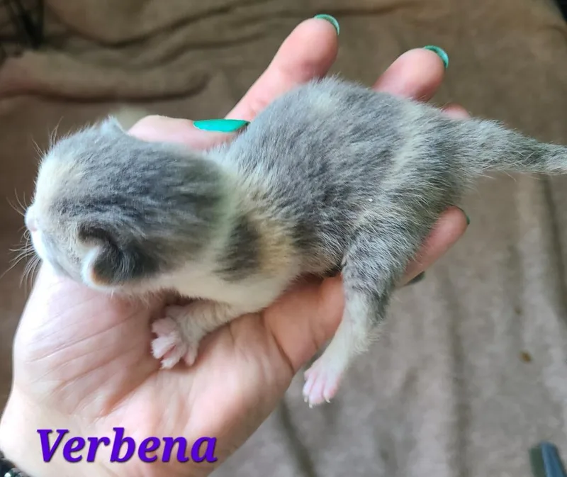 A baby medium-sized female Domestic Short Hair cat named Verbena for adoption in Portland, IN