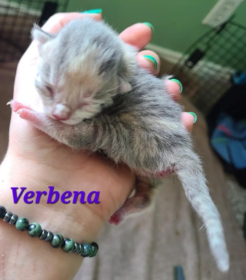 Verbena thumbnail 5