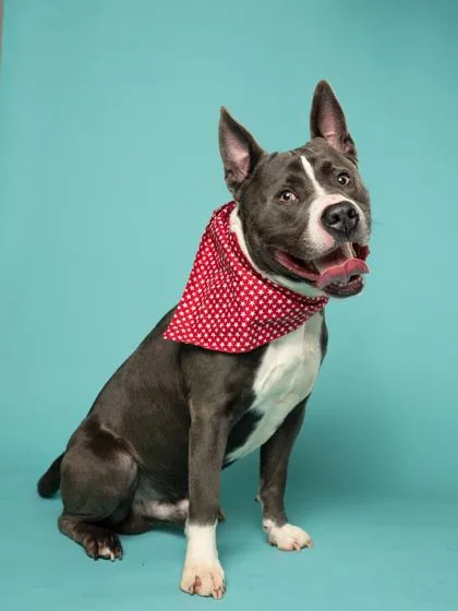 An adult large-sized male Pit Bull Terrier dog named Morning Walk for adoption in Atlanta, GA