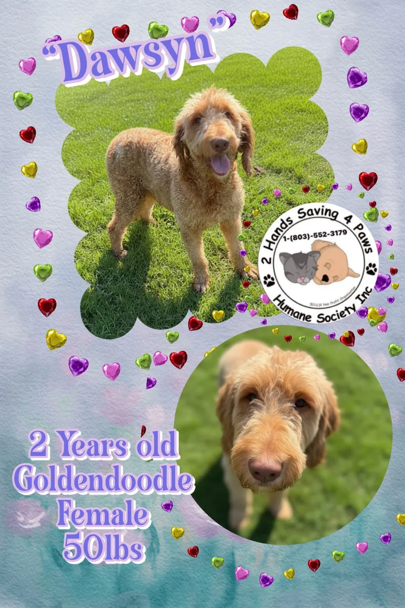 An adult medium-sized female Apricot / Beige Goldendoodle dog named Dawsyn for adoption in Thomson , GA