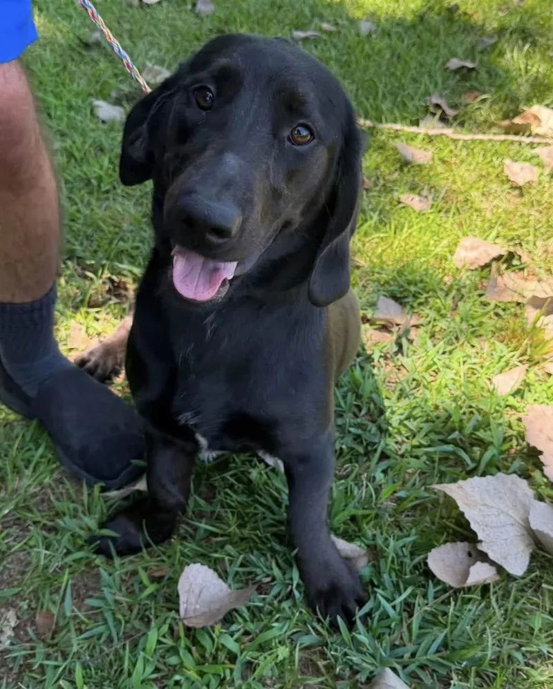 An adult medium-sized female Black Basset Hound dog named Floppsy for adoption in Vicksburg, MS