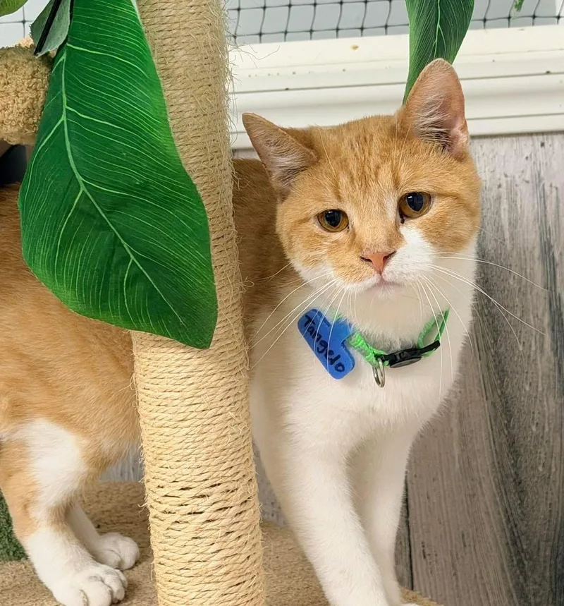 An adult medium-sized male Domestic Short Hair cat named Tangelo for adoption in Momence, IL