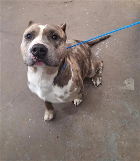 An adult large-sized male Mixed Breed dog named Hero for adoption in Dallas, TX