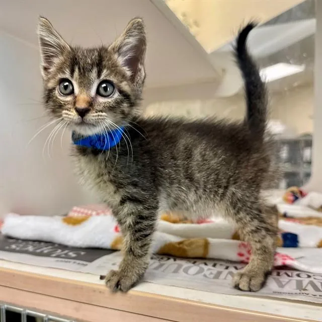 A baby small-sized male Domestic Short Hair cat named Aka for adoption in Riverside, CA