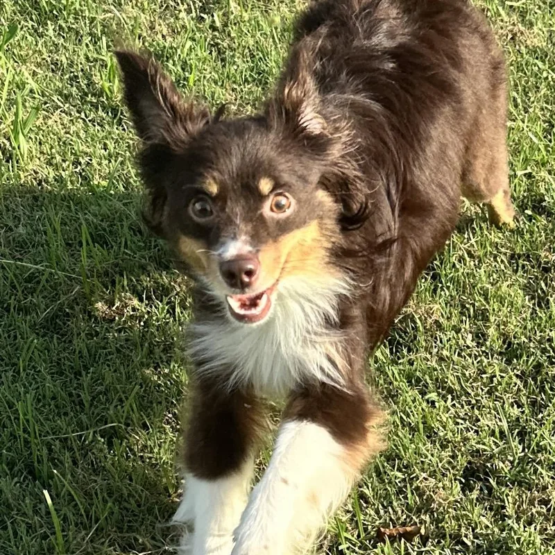 An adult small-sized female Australian Shepherd dog named Fifi LeFleur for adoption in Thompson's Station, TN