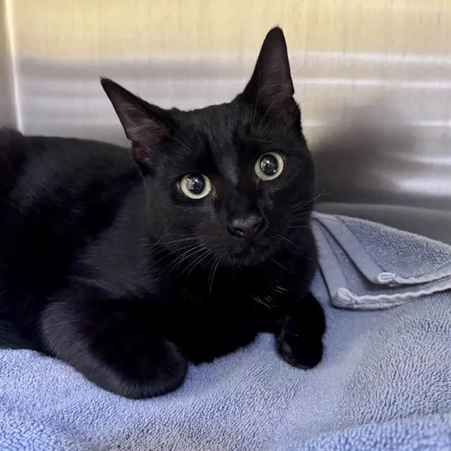 A young small-sized male Domestic Short Hair cat named Ghost for adoption in Alameda, CA