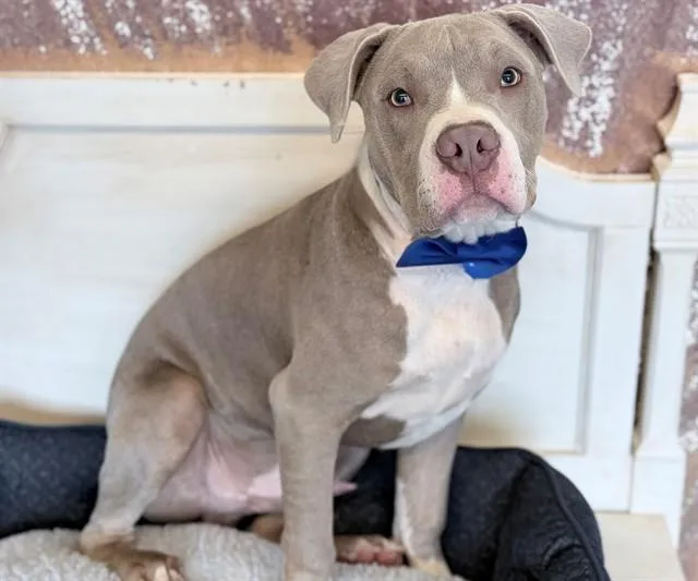 A young large-sized male Pit Bull Terrier dog named Wilbur for adoption in Fairfield, CA