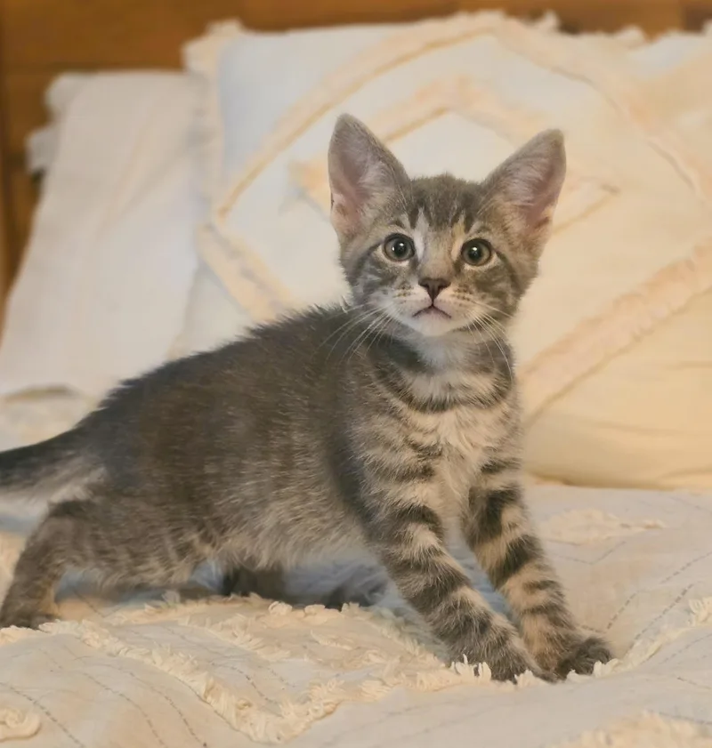 A baby medium-sized male Tabby (Gray / Blue / Silver) Domestic Short Hair cat named Cornbread for adoption in Mullica Hill, NJ