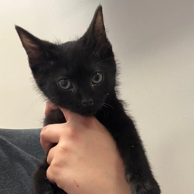 A baby small-sized male Black Domestic Short Hair cat named Cozumel U for adoption in Tupelo, MS