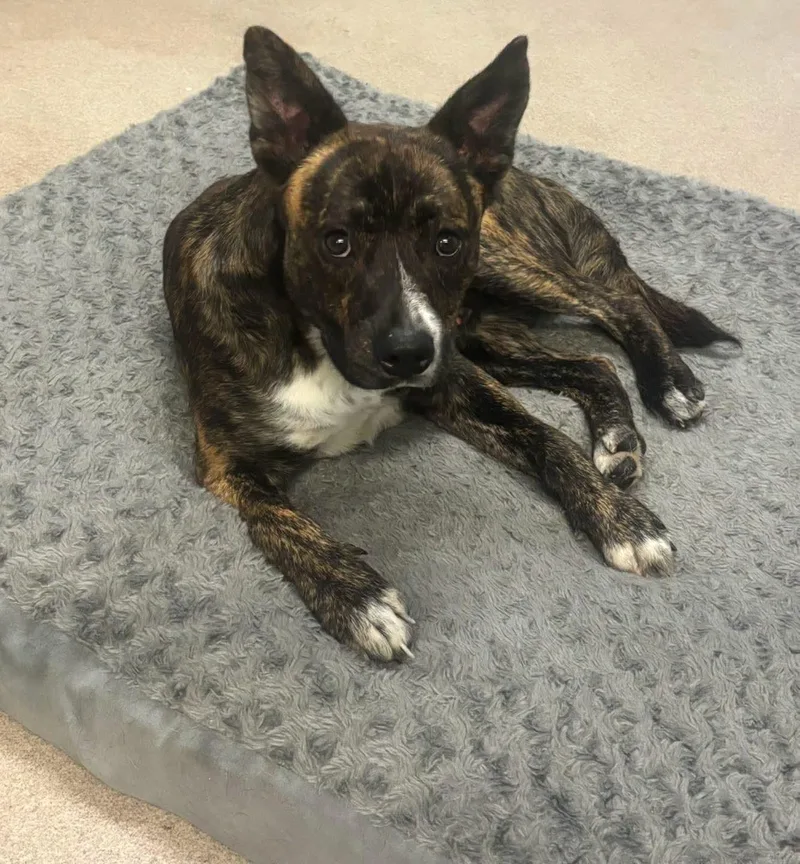A young medium-sized male Pit Bull Terrier dog named Gravy for adoption in Watertown, NY