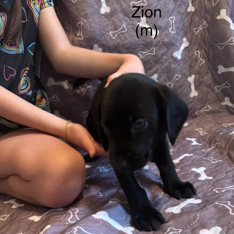 A baby medium-sized male Black Mixed Breed dog named Zion for adoption in Fredericksburg, VA