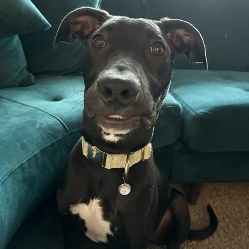 A young medium-sized male Black Pit Bull Terrier dog named Winston for adoption in Minneapolis, MN