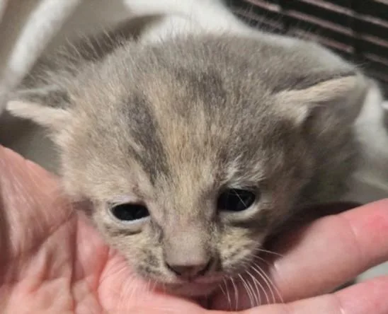 A baby small-sized female Domestic Short Hair cat named Cindy Clawford for adoption in Los Angeles, CA