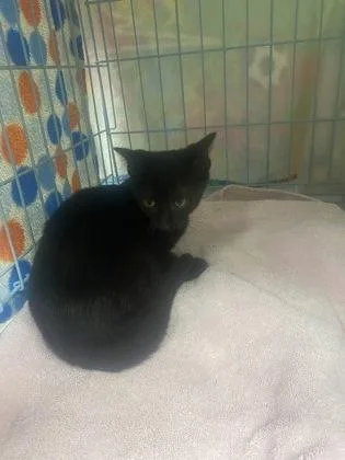 A baby medium-sized female Domestic Short Hair cat named Wagyu for adoption in Gainesville, FL