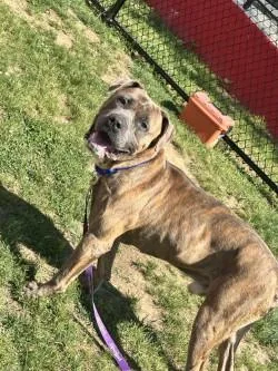An adult large-sized male Mixed Breed dog named Mannie for adoption in West Chester, PA