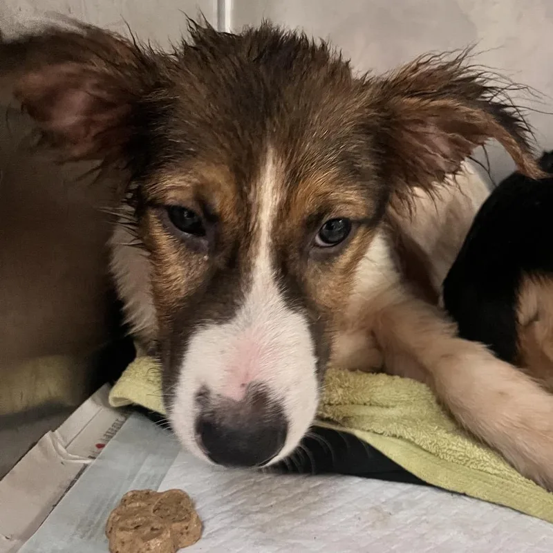 A baby medium-sized male White / Cream Mixed Breed dog named Tristan for adoption in Charleston, WV