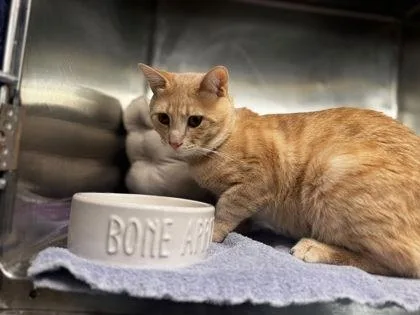 An adult medium-sized male Domestic Short Hair cat named Waffle for adoption in Hobart, IN