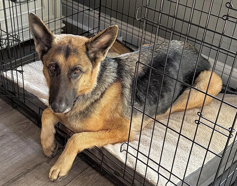 Luna Blitzen thumbnail 2