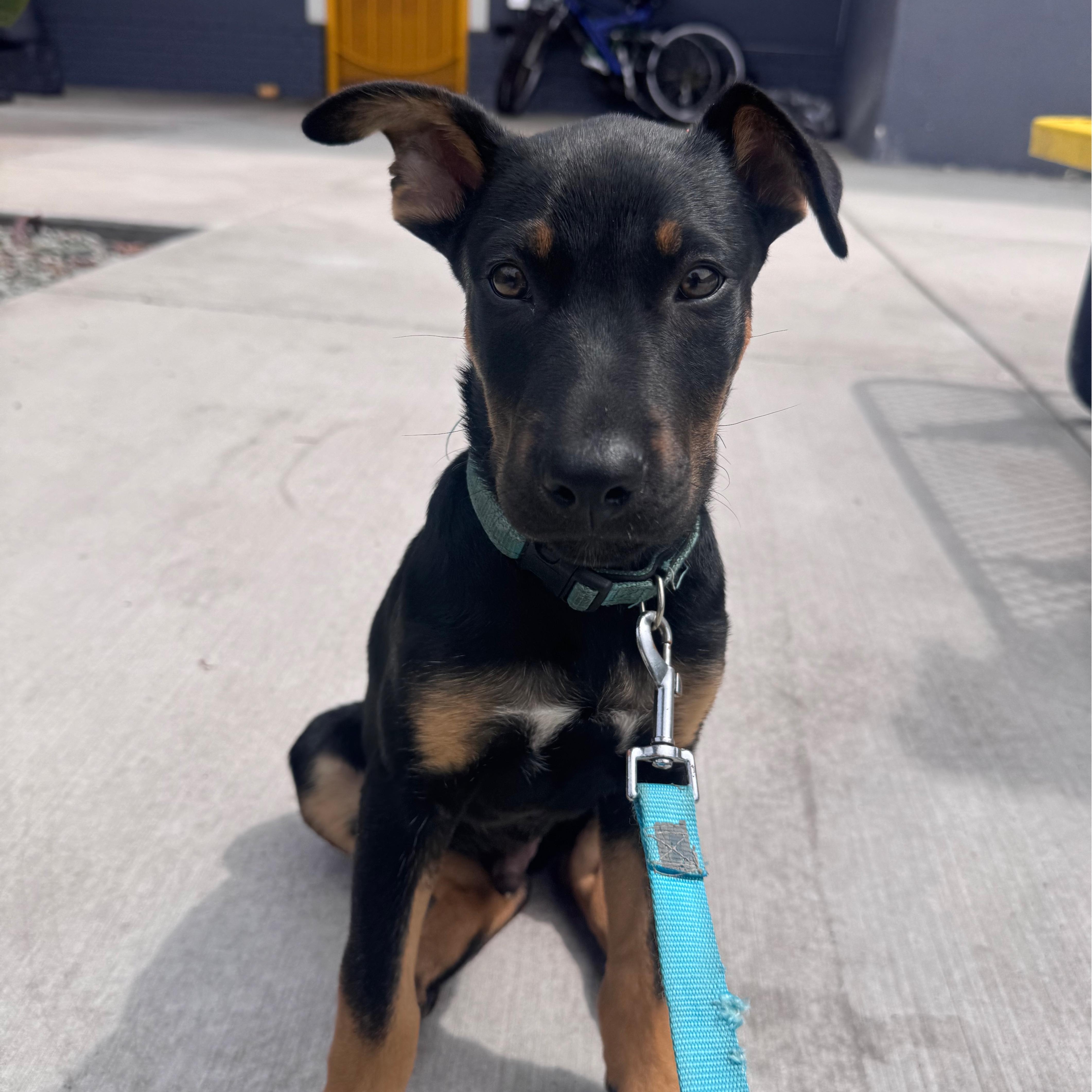 A baby medium-sized male Bicolor Shepherd dog named Flint for adoption in San Diego, CA