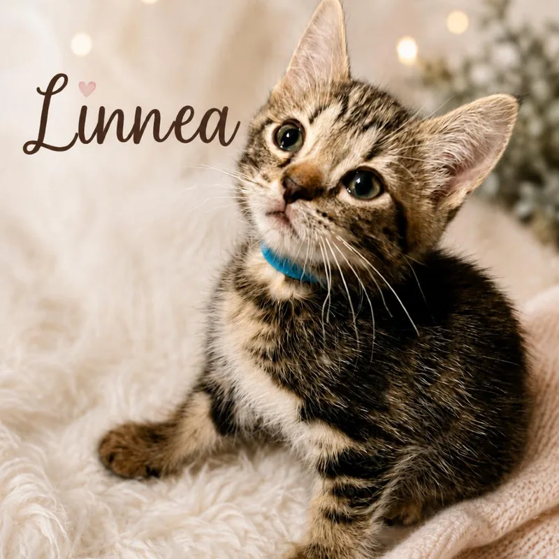 A baby small-sized female Domestic Short Hair cat named Linnea for adoption in Cumming, GA
