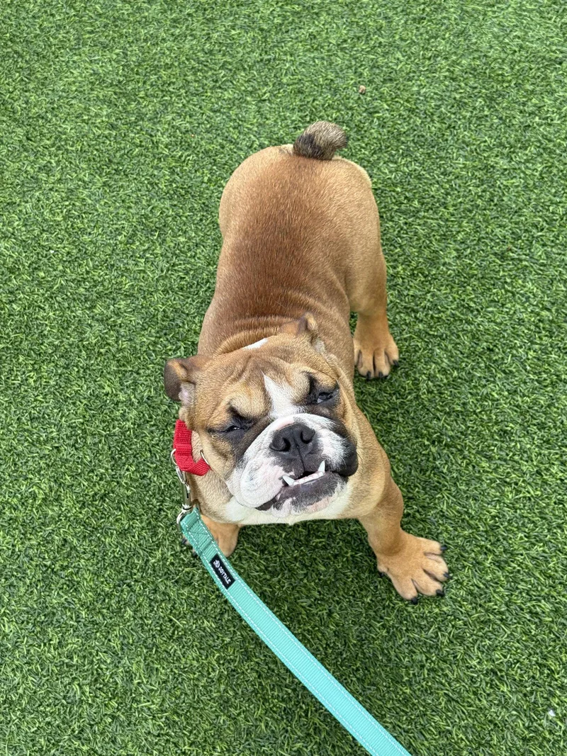 A baby medium-sized female English Bulldog dog named Braydee for adoption in Lighthouse Point, FL