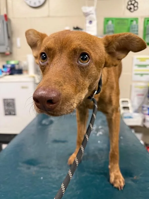 An adult medium-sized female Red / Chestnut / Orange Mixed Breed dog named Knox for adoption in Mobile, AL