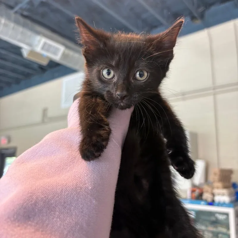 A baby small-sized male Black Domestic Short Hair cat named Mayson for adoption in Huntington, WV