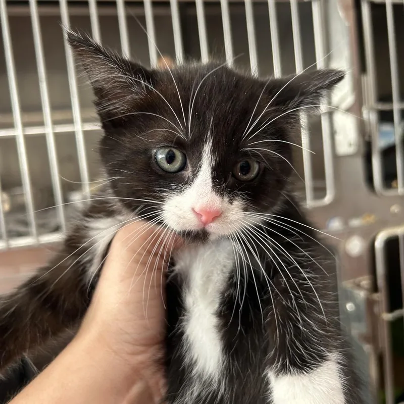A baby small-sized female Black Domestic Short Hair cat named No Face for adoption in Leander, TX