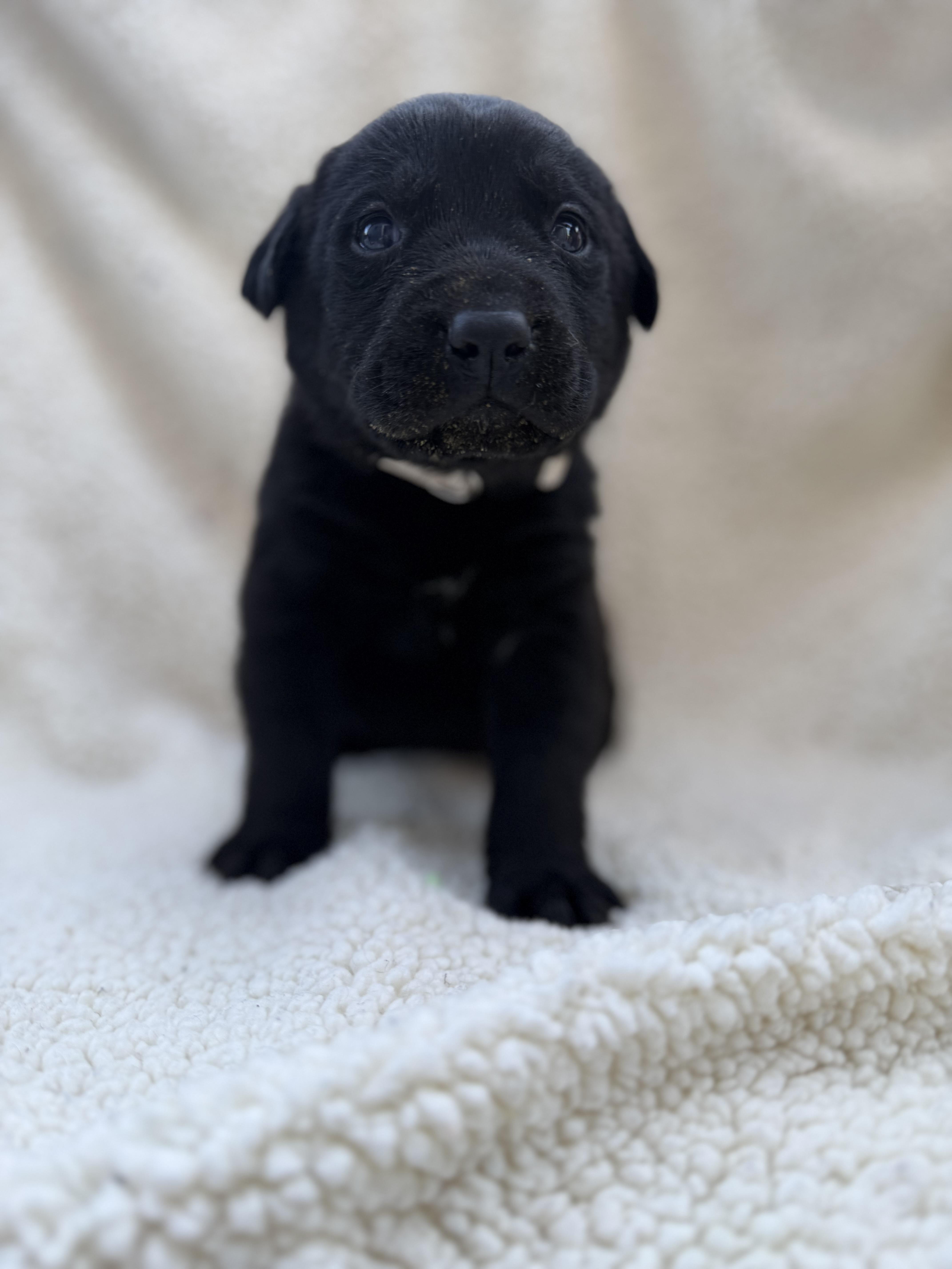 A baby small-sized female Labrador Retriever dog named Blondie for adoption in Discovery Bay, CA