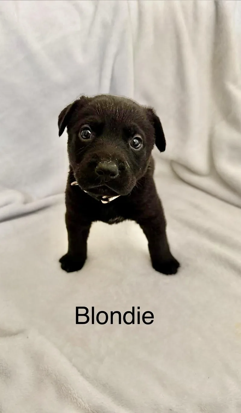 Blondie thumbnail 2