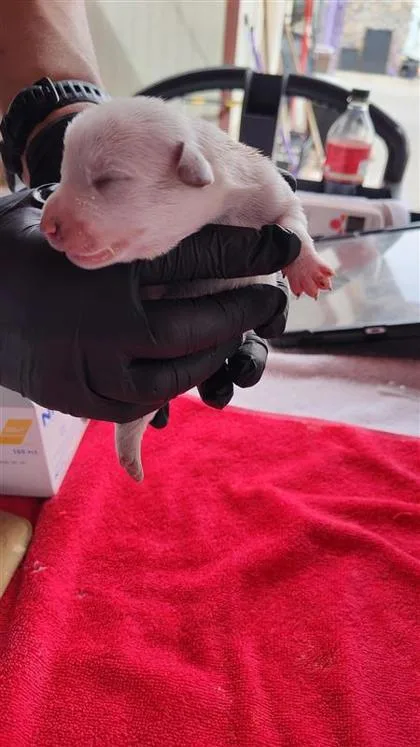 A baby small-sized female White / Cream Shepherd dog named 1 for adoption in El Paso, TX