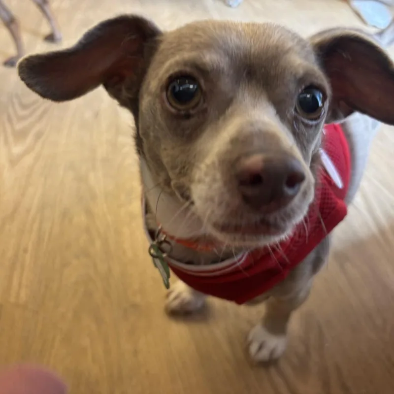 A senior small-sized female Brown / Chocolate Terrier dog named Desert Sand for adoption in San Francisco, CA