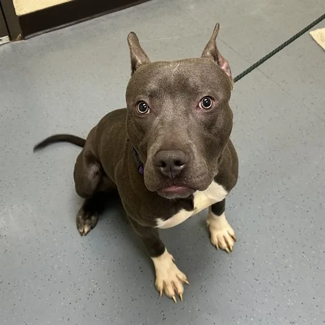 A young large-sized male Pit Bull Terrier dog named Bebe for adoption in Denver, CO