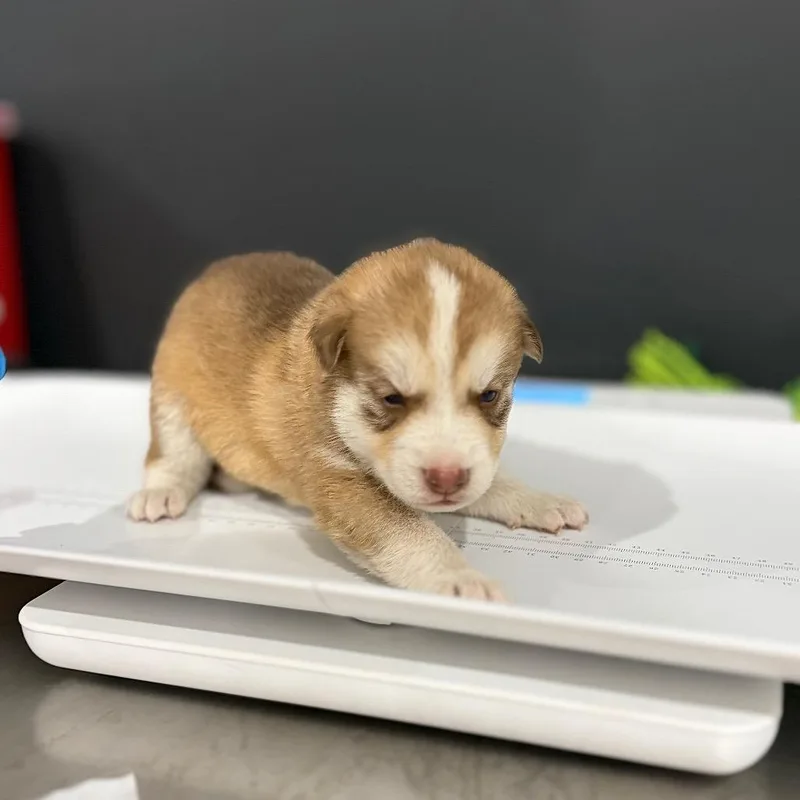 A baby medium-sized male Red / Chestnut / Orange Siberian Husky dog named Iron Man for adoption in Livingston, TX