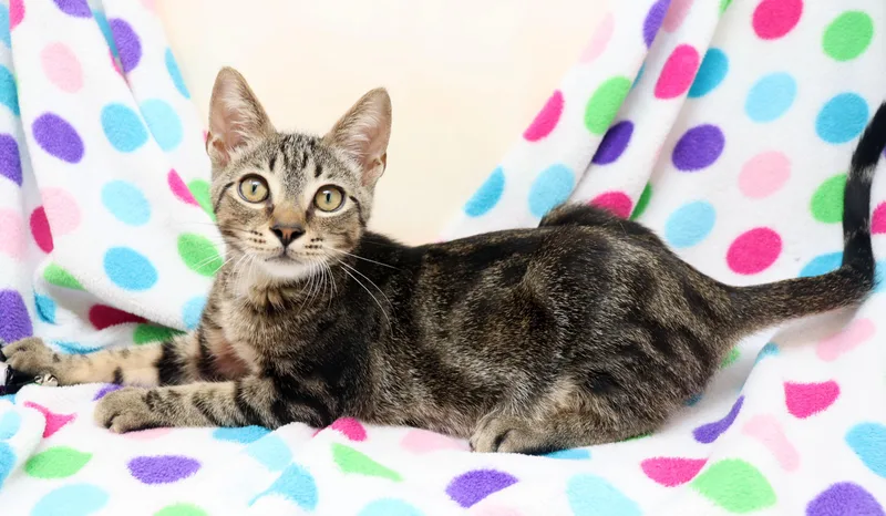 A baby medium-sized male Tabby (Brown / Chocolate) Domestic Short Hair cat named Tawny for adoption in Tierra Verde, FL
