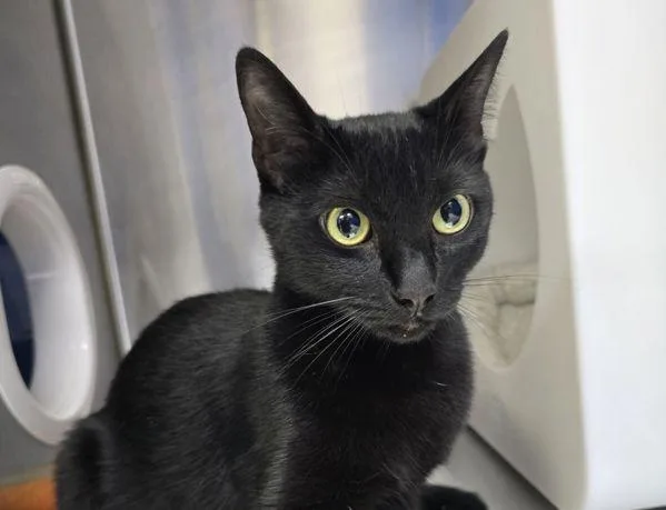 A young small-sized female Domestic Short Hair cat named Zuki for adoption in Sherwood, OR