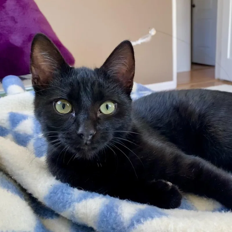 Fredrick Johnson thumbnail 2