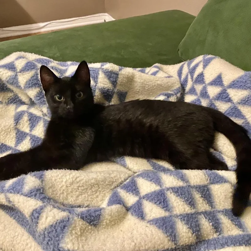 Fredrick Johnson thumbnail 3