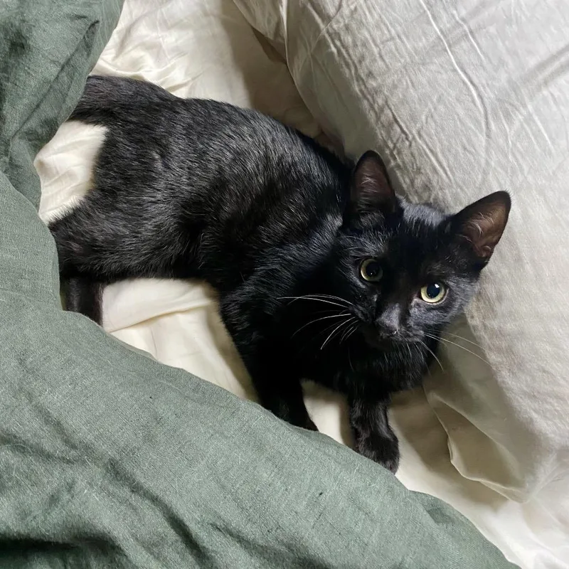 Fredrick Johnson thumbnail 4