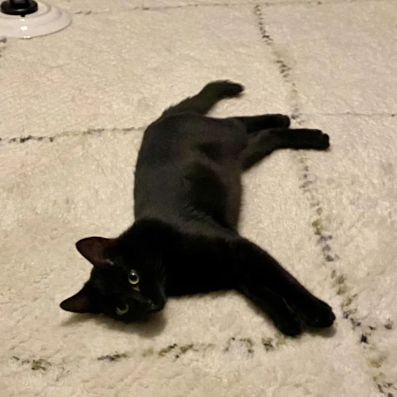 Fredrick Johnson thumbnail 6