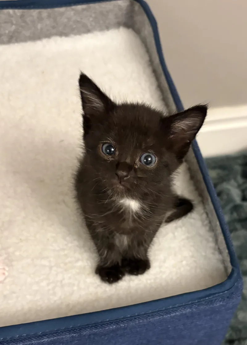 A baby medium-sized female Tabby (Leopard / Spotted) Domestic Short Hair cat named Max for adoption in Fruit Heights, UT