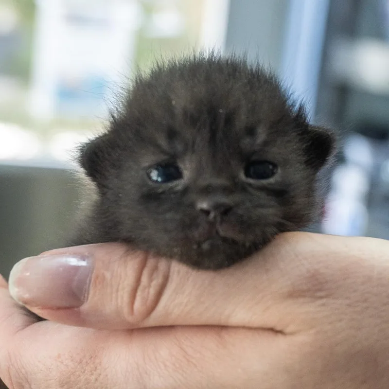 A baby small-sized female Black Domestic Short Hair cat named Kim for adoption in Asheville, NC